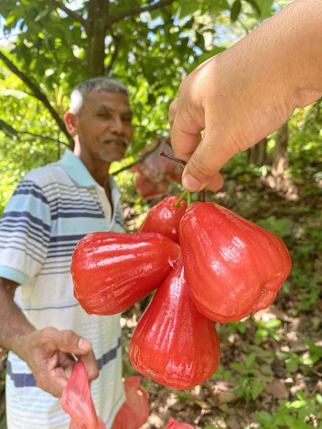 Hand-picked coffee harvest on small farms in Northern Thailand